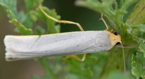 Réf. 327 642 : Eilema caniola